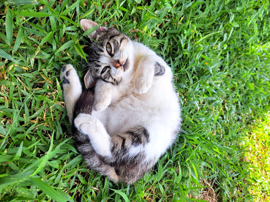 Guía alimentaria del gatito por etapa de desarrollo desde 0 hasta 12 meses