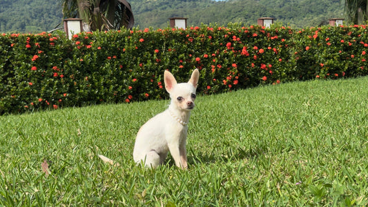 ¿Qué es la comida de perro hipoalergénica?