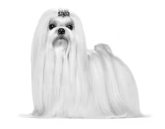 ROYAL CANIN -re- Maltese adulto 1.5KG