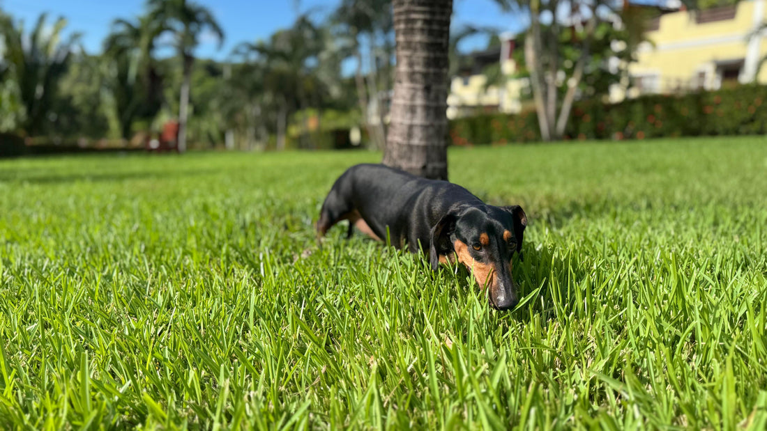 ¿Cuánto tiempo dura la comida para perros luego de abrirla?