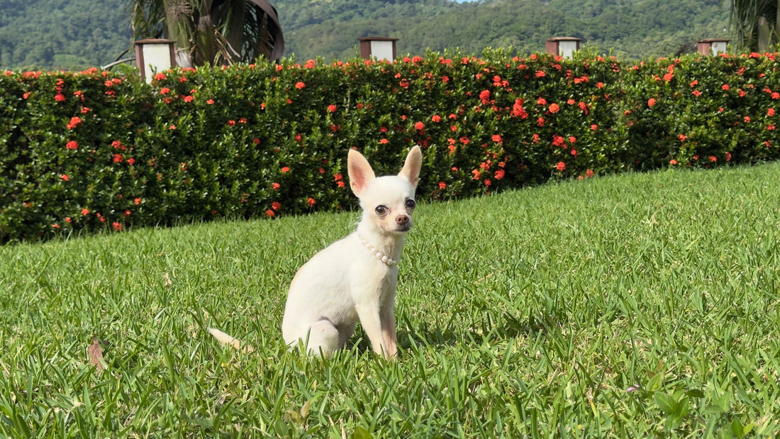 ¿Qué es la comida de perro hipoalergénica?
