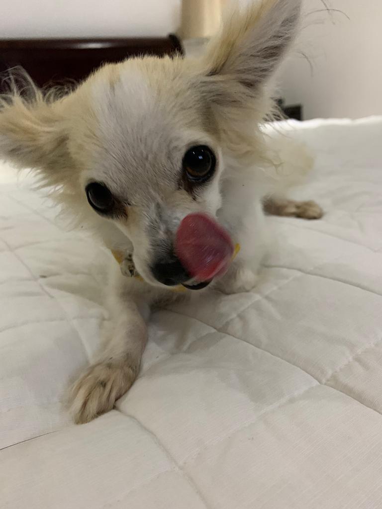 El peso ideal de tu perro y sus porciones de alimento