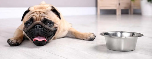 ¿Cuál es la temperatura normal de un perro?