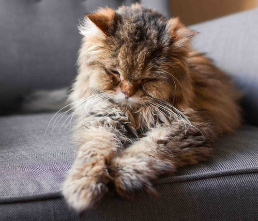 Nutrición para el gato sénior
