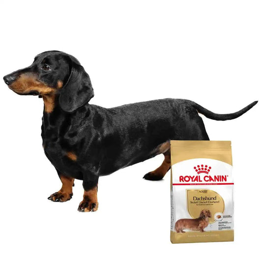 ROYAL CANIN -re- dachshund adulto 1.5KG